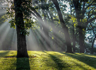 sunlit park with trees and grass